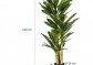 PLANTASIA Umělý strom Dracaena 120 cm, 81 listů